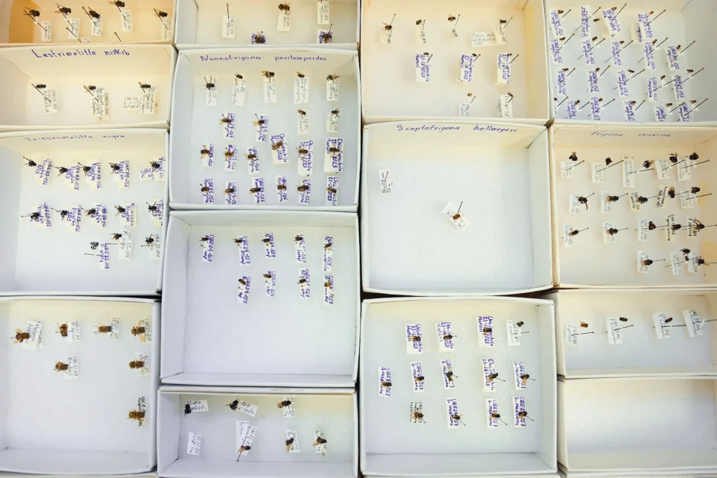 Acercará UANL conocimiento sobre abeja melipona en comunidades indígenas 2 entrevista con el dr iram pablo rodriguez uanl 3