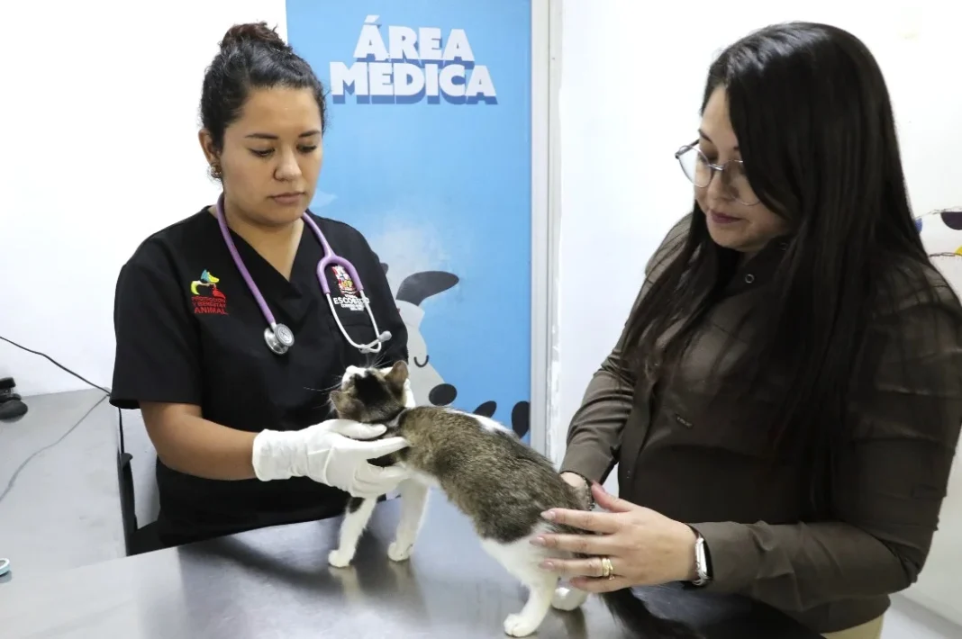 escobedo_gatita_2 Denuncian maltrato animal contra