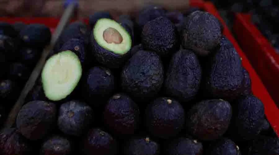exportacion-de-aguacate-michoacan Cajas y cosechadoras listas para la exportación de aguacate en un huerto de Michoacán.