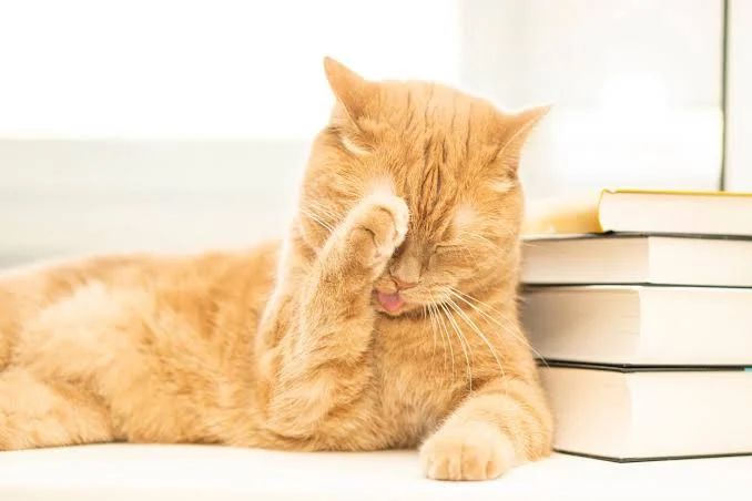 Independientes, pero no indiferentes; ¿tu gato te extraña? 1 gato te extrana estudio extracto portada la ciencia y la observacion 02