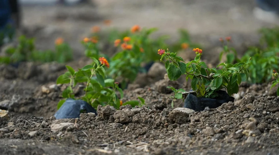 Heineken México suma esfuerzos para reforestar el Parque del Agua 10 Voluntarios de Heineken México participan en la reforestación del Parque del Agua