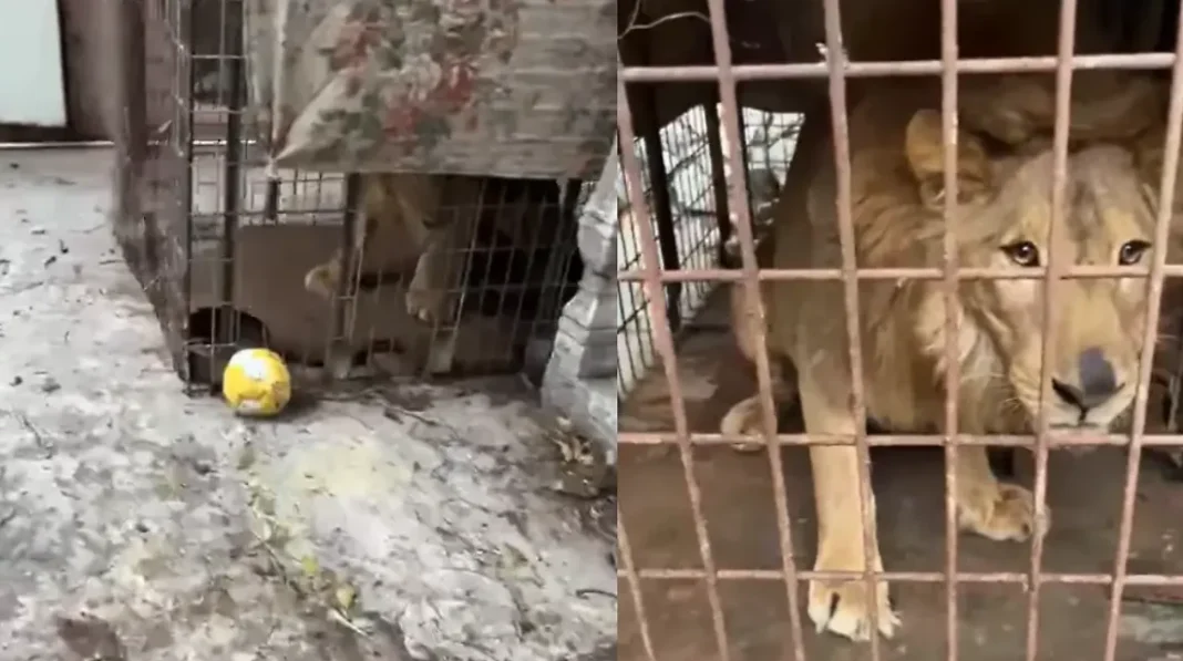 leon-africano-en-matamoros-rescate