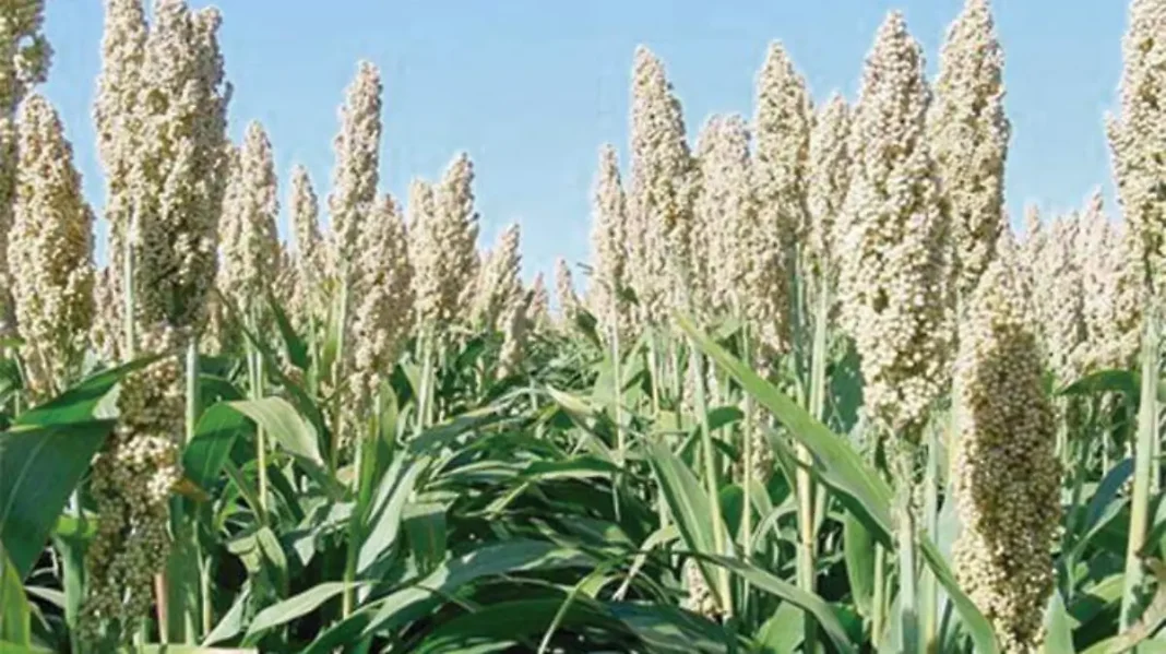 sorgo-blanco-elaboracion-tortillas