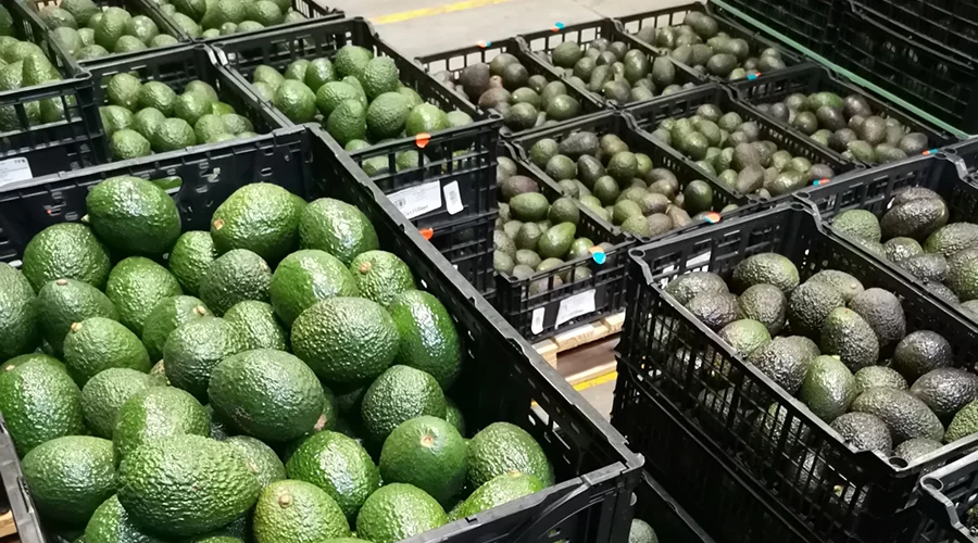 suspension-de-exportaciones-de-aguacate Cosecha y embalaje en campo tras la suspensión de exportaciones de aguacate.