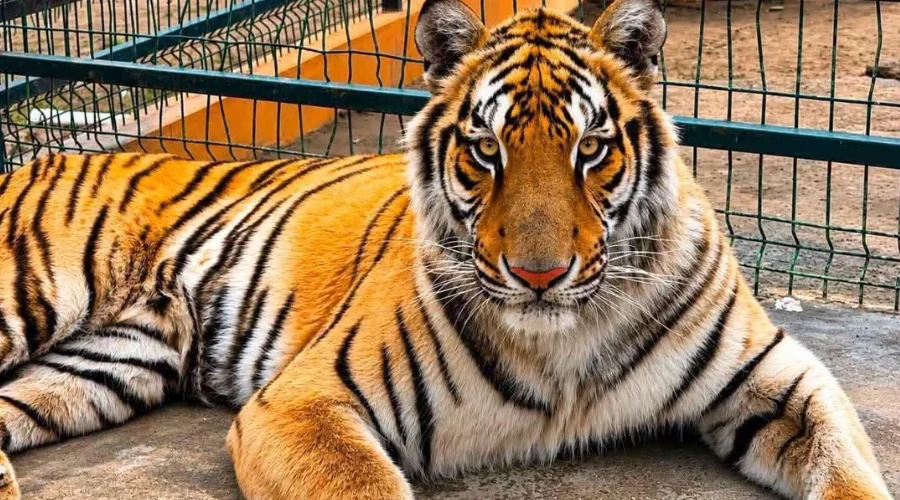 tigre-max-quinta-la-fauna