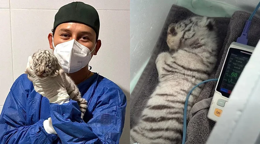 tigresa-blanca-trasladada-nuevo-leon La pequeña tigresa blanca recibe atención médica veterinaria de urgencia.