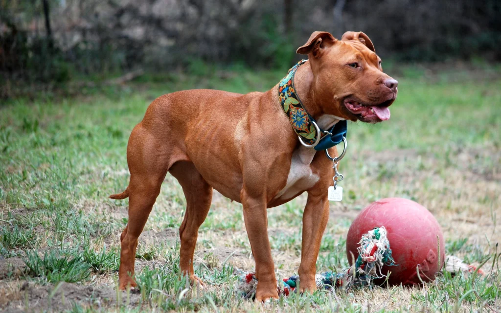 Feroz ataque de pitbull a bebé en Puerta Sur; permanece hospitalizado 1 001 American Pit Bull Terrier