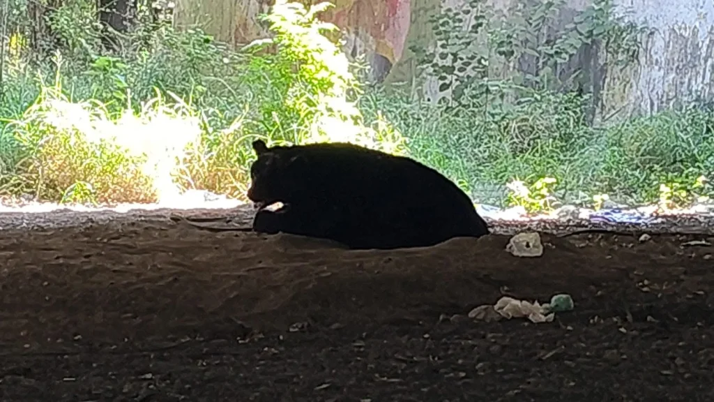 Temporada de osos, aparece otro más en Monterrey 1 794066127 1074353195341668 2655055509703510901 n