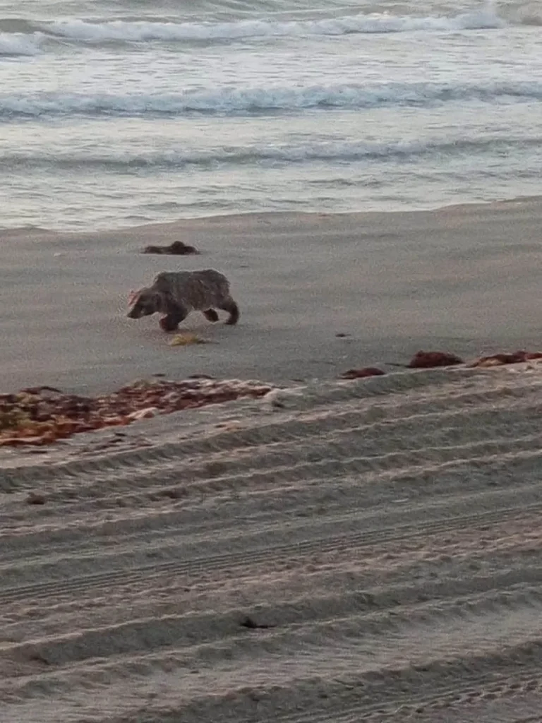 Localizan por primera vez un tejón americano en Playa Bagdad 2 802119505 1081999061112884 2644363749961648177 n