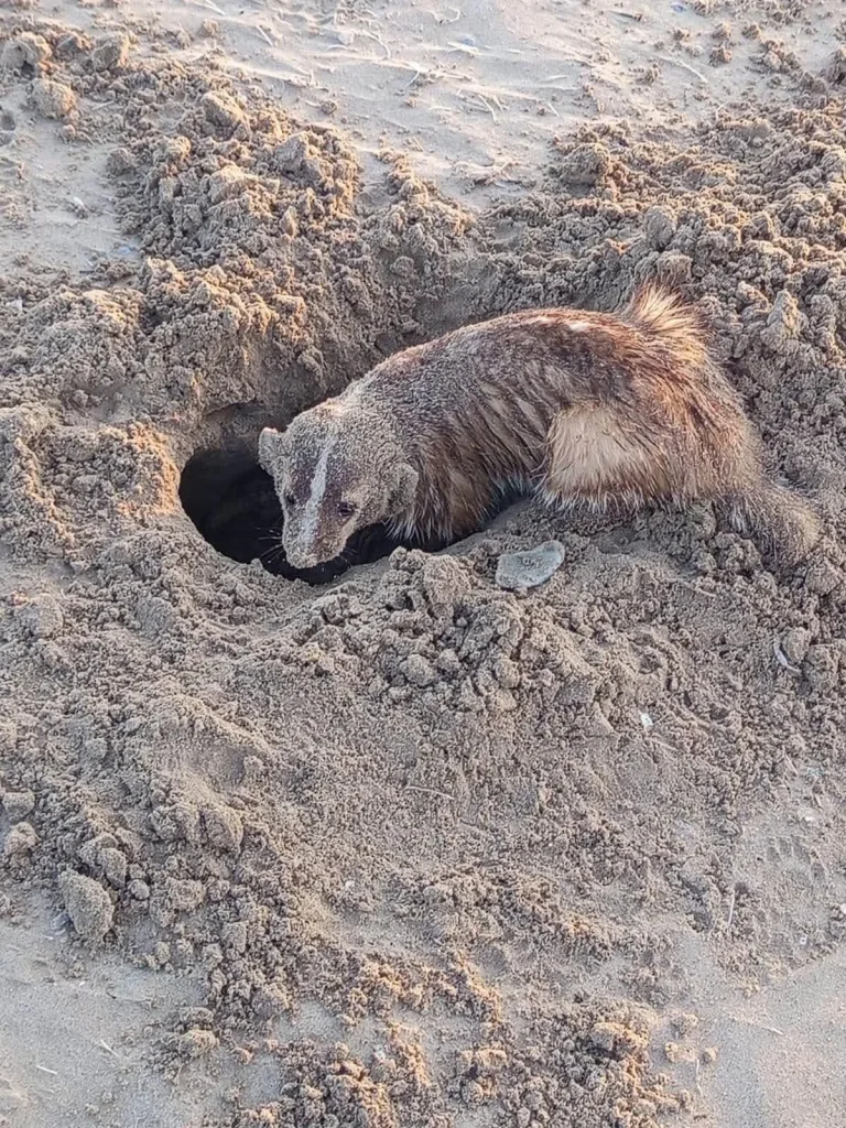 Localizan por primera vez un tejón americano en Playa Bagdad 3 802355013 2617307268689588 788731661373253194 n