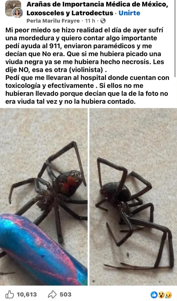 La muerde araña; denuncia que no la querían atender 1 809409201 29280993404835519 4576011728542208739 n