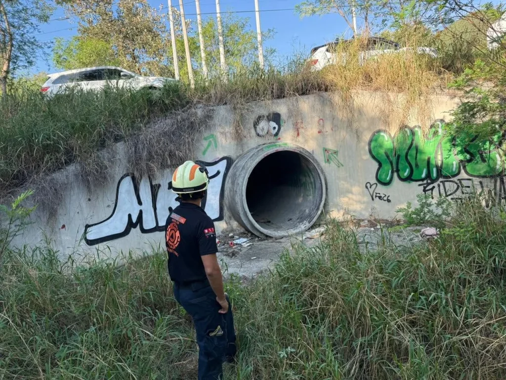 Atropellan a oso en el sur de Monterrey 3 813320315 2277390383107005 7910935687483325207 n