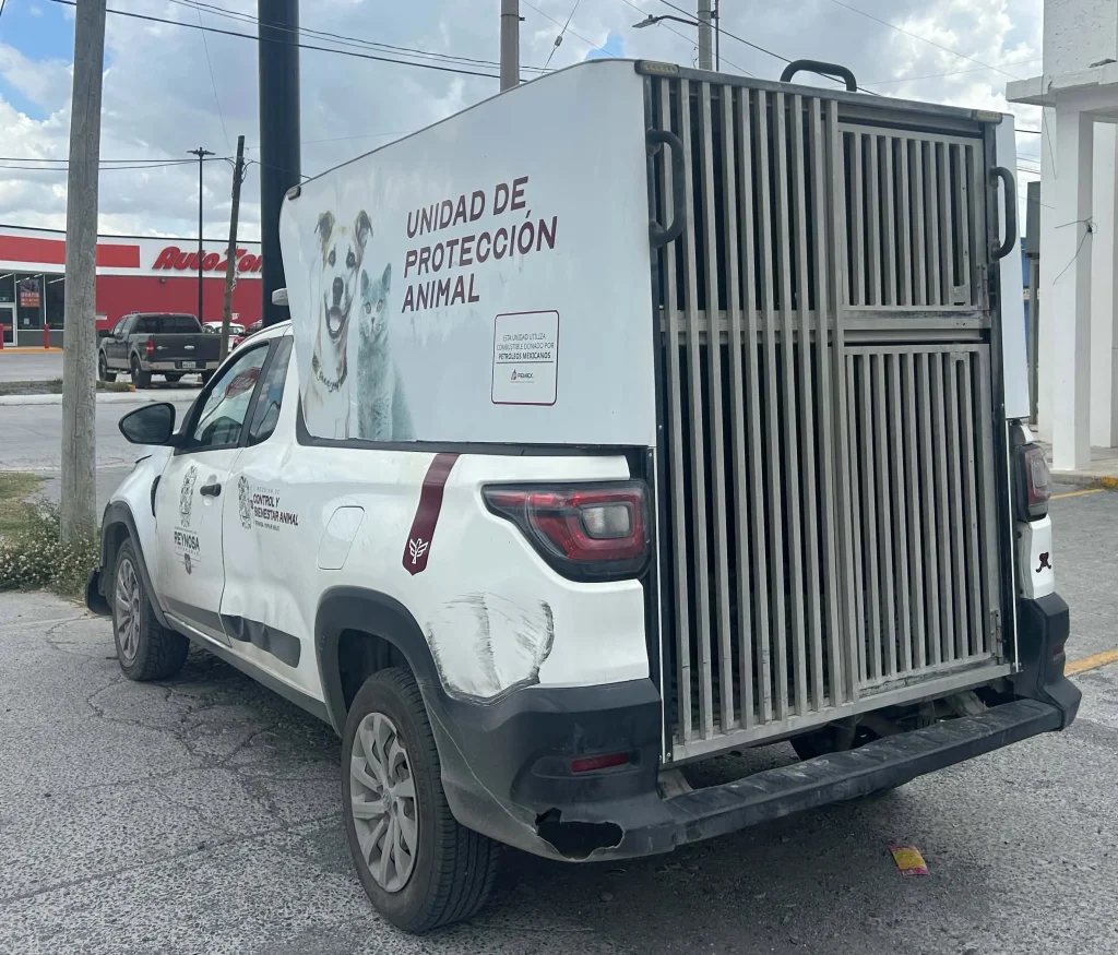 Abandonan a cuatro gatitos recién nacidos junto a contenedor de basura en Reynosa 1 819784382 3691914340946757 934331998057021645 n