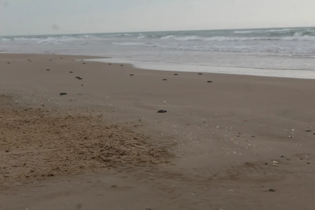 Avanza ordenamiento legal de 11 hectáreas en playa Miramar 1 86ce6684 992b 46e3 9d52 4299f2c6689f