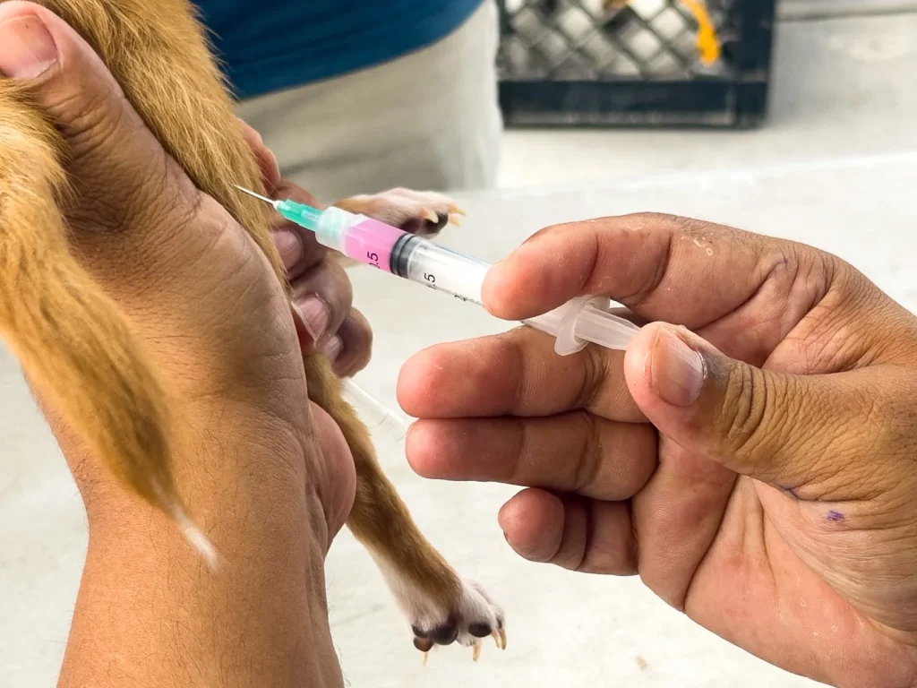 Beneficia Brigada Médica "Patitas Seguras" a San Valentín 3 88d3424f 84a4 4009 9a45 1aeeac7adda9