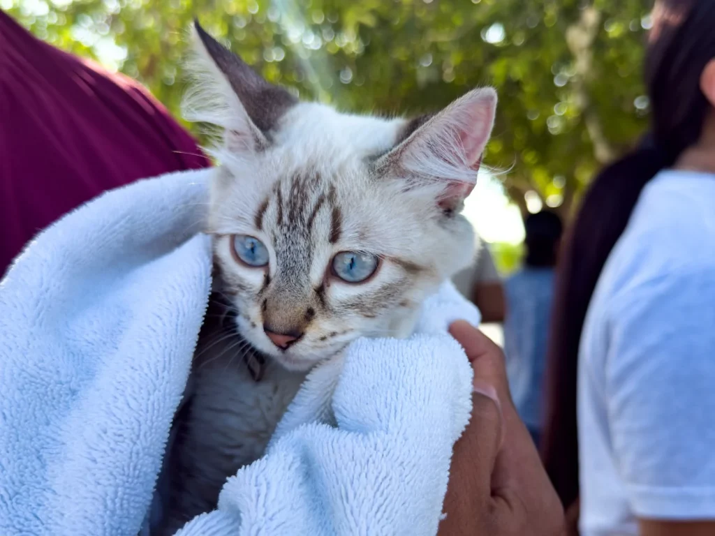 Beneficia Brigada Médica "Patitas Seguras" a San Valentín 4 8a18b283 ca67 41f4 beca 17e700d9edc0