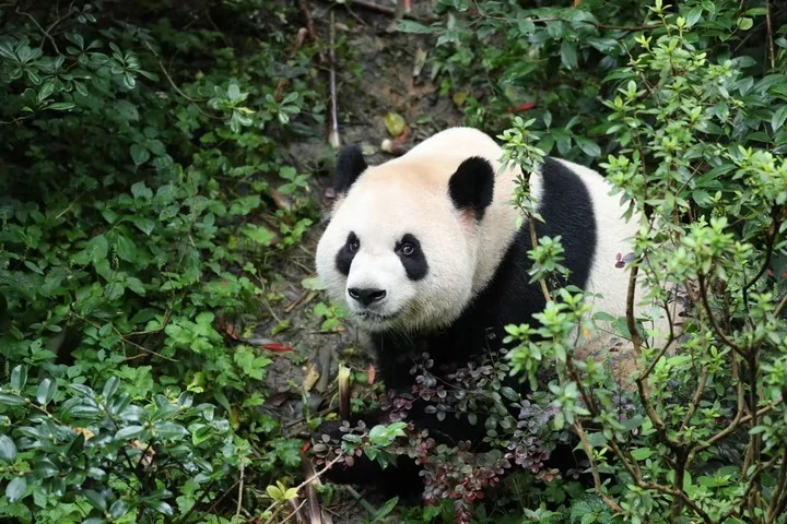 China enviará pandas gigantes a EU para impulsar cooperación internacional 1 HTD5qdragAAdH13