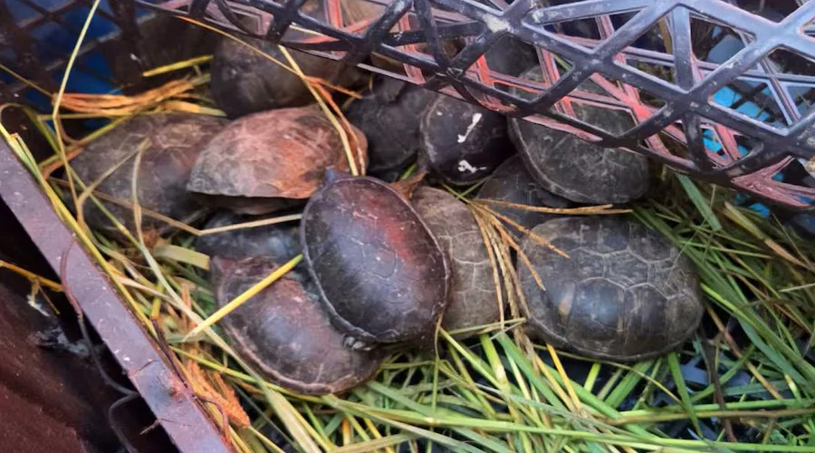 Rescatan tarántulas y tortugas en camión de Chihuahua 1 TORTUGAS CHIHU