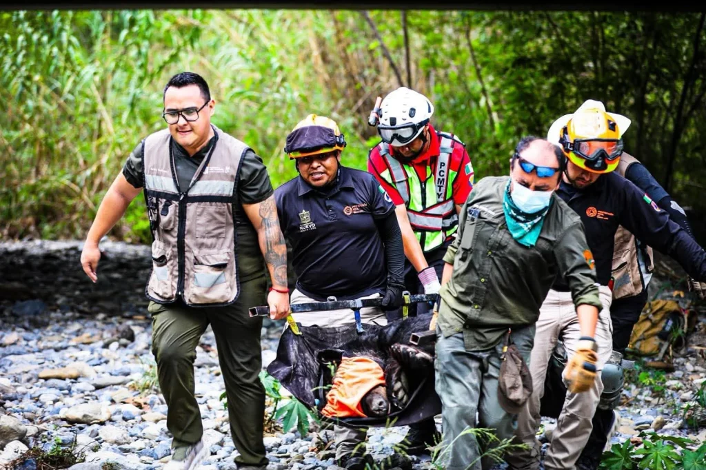 Rescatan a oso atropellado en La Estanzuela en Monterrey 3 ac8785d5 93da 481b ac69 60f3a234a56d