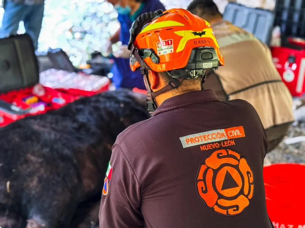 Rescatan a oso atropellado en La Estanzuela en Monterrey 1 b2071fe5 2181 4e28 a742 7c8e94416a65