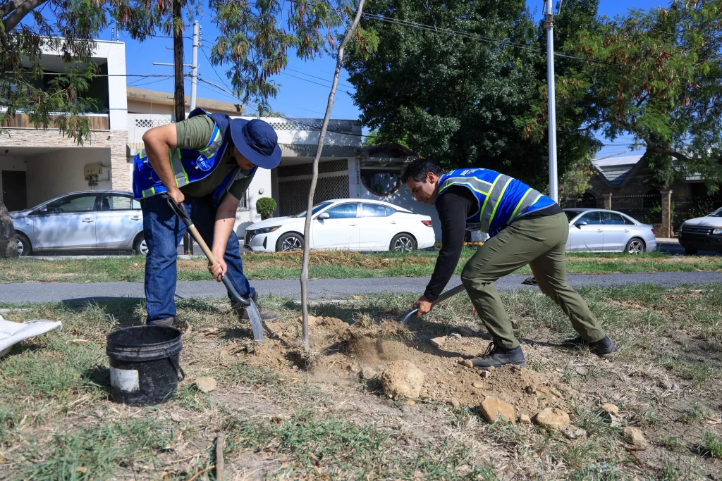 Impulsa Monterrey plantación de árboles nativos en Plaza de la Concordia 1 b5ba4bc9 d769 4338 b4ec 839a6a56e83a