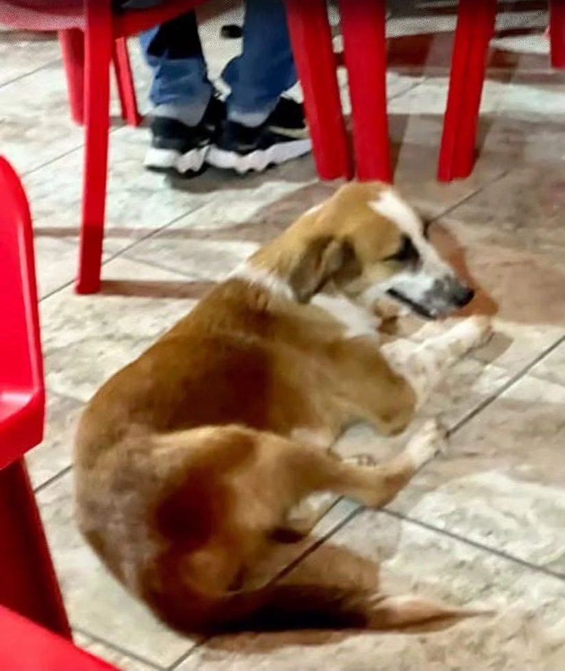 Dan seguimiento a caso de perrito agredido con limón 2 Autoridades investigan el caso de perrito agredido con limón en Reynosa.