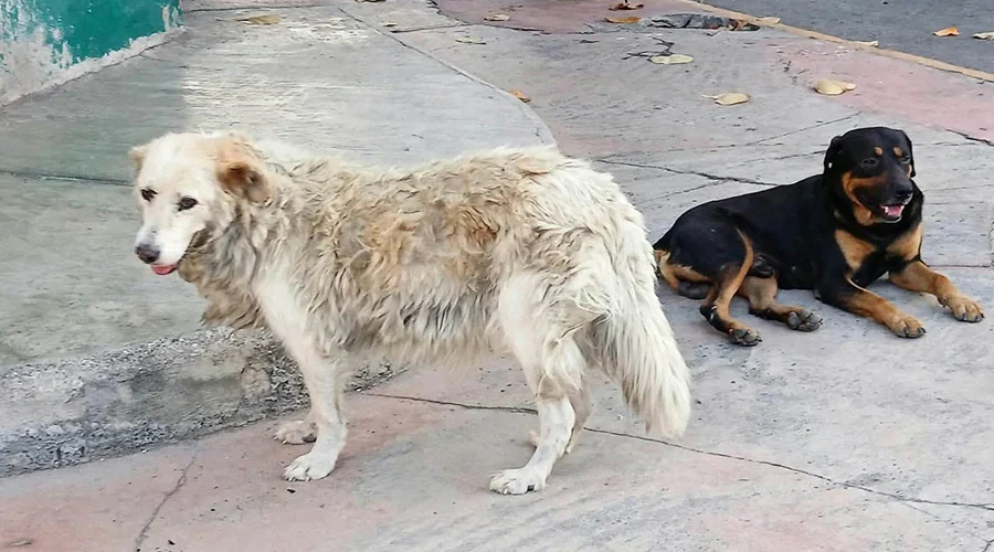 exhorta-congreso-atender-jaurias-animales-callejeros Sesión del pleno legislativo donde Exhorta Congreso a atender el problema de animales callejeros