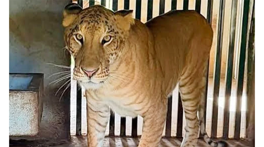 felino-hibrido-altamira-tamatan Buscan que felino híbrido sea exhibido en el Zoológico de Tamatán.