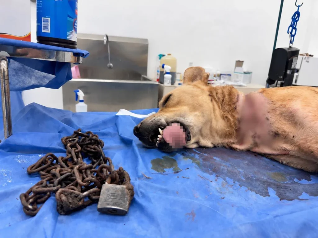 Rescata Jesús Nava a perrito con cadena incrustada; denuncia ya fue presentada 1 Rescata Jesús Nava a perrito con cadena incrustada; denuncia ya fue presentada