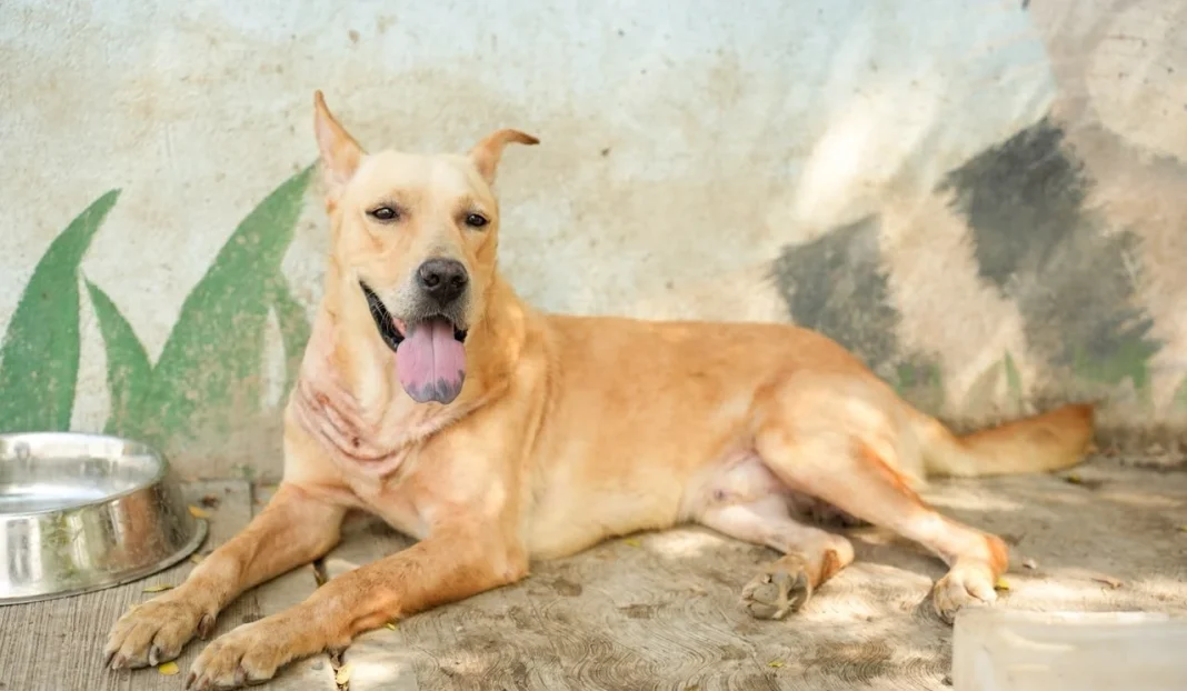 jesus-nava-rescata-perro-2 Rescata Jesús Nava a perrito con cadena incrustada; denuncia ya fue presentada