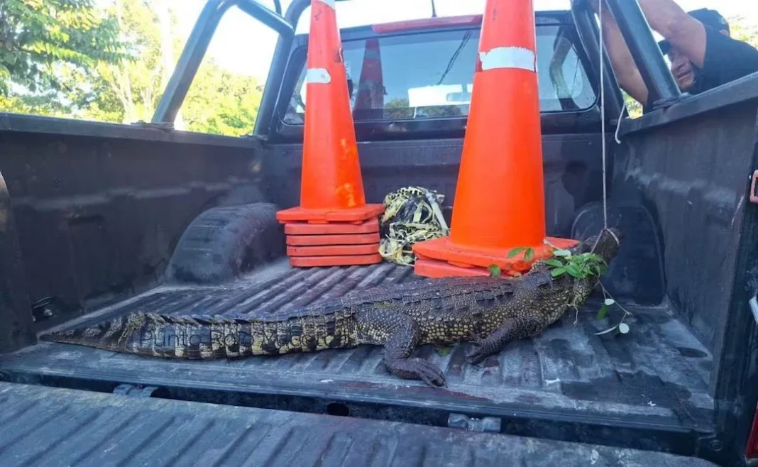 lagarto-ingresa-a-predio-yucatan Elementos de seguridad capturan al animal luego de que un lagarto ingresa a predio en Yucatán.