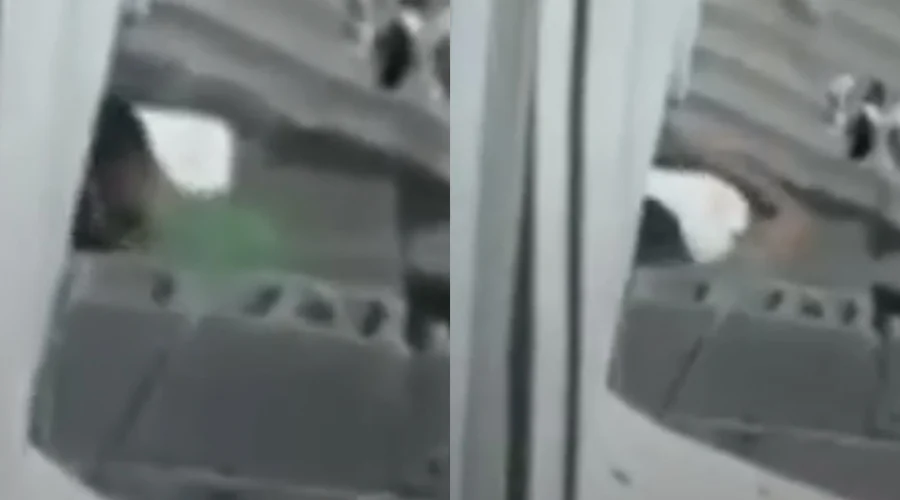 maltratando-a-perrita Dos personas fueron detenidas por maltrato animal en Cadereyta luego de que en redes sociales se difundiera un video donde aparecen golpeando a una perrita.