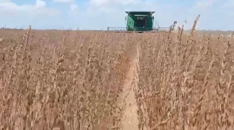mantienen-esperanza-agricultores-lluvias
