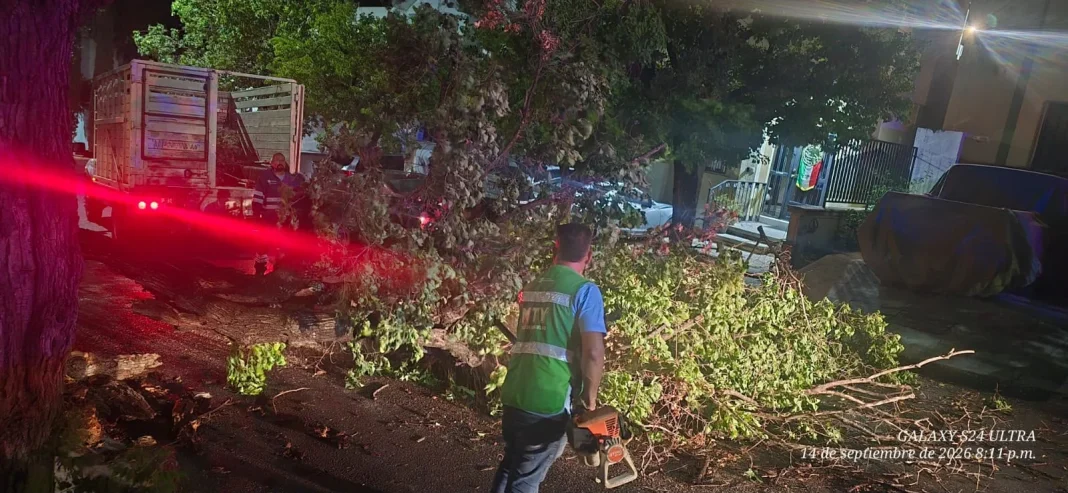 monterrey-arboles Atiende Monterrey caída de más de 40 árboles tras lluvias y fuertes vientos