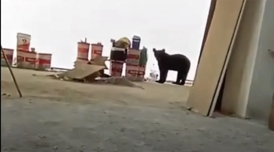 oso-a-albaniles-en-monterrey Osezno sorprende a albañiles en Monterrey durante un avistamiento en zona urbana