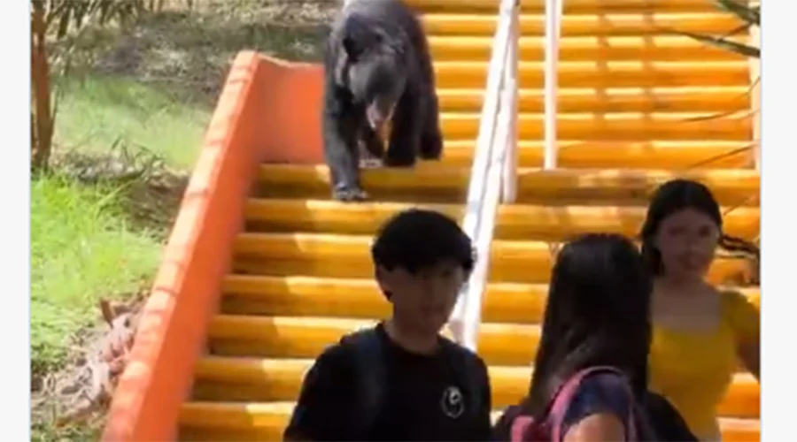 oso-sorprende-facultad-comunicacion Un oso sorprendió a los alumnos de la Facultad de Comunicación en Monterrey.