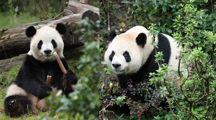 pandas-gigantes-china-eu Pareja de pandas gigantes que China enviará a EU para impulsar la cooperación internacional.