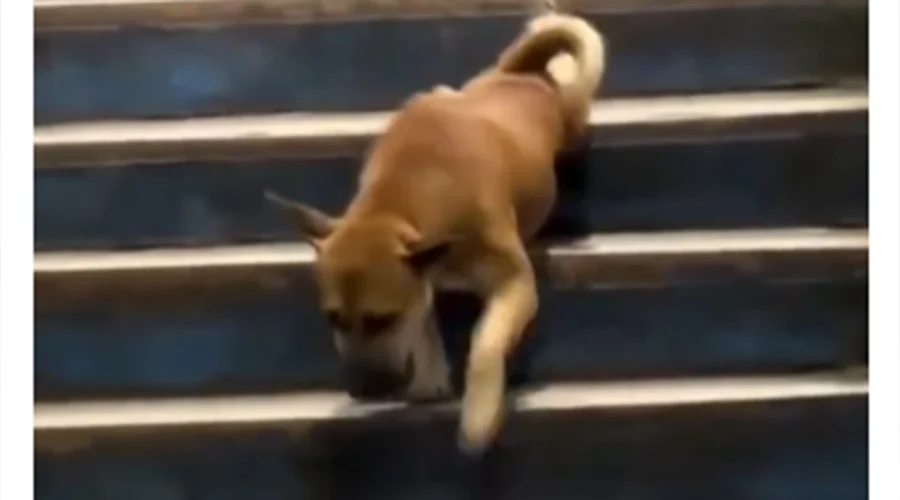 perrito-se-vuelve-viral-escaleras Un perrito se vuelve viral tras sorprender a usuarios en internet con su particular forma de bajar las escaleras.