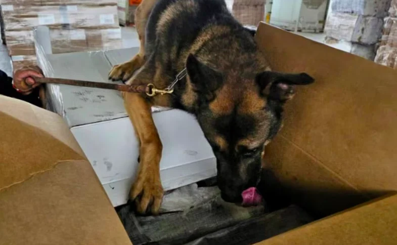 perro-rini-detecta-toneladas Contó con el apoyo del ejemplar canino