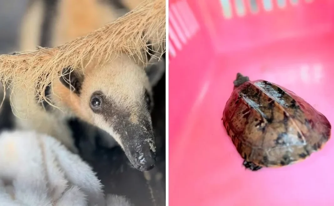 profepa-libera-jaguarundi-tortuga-osos La Profepa libera ejemplares de vida silvestre en Veracruz