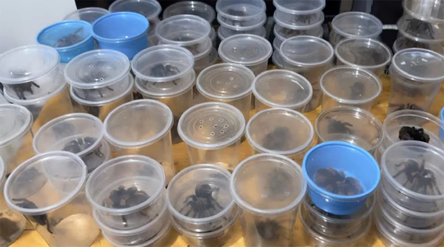 rescatan-tarantulas-y-tortugas-en-chihuahua Rescatan tarántulas y tortugas transportadas ilegalmente en un camión de pasajeros en Chihuahua.