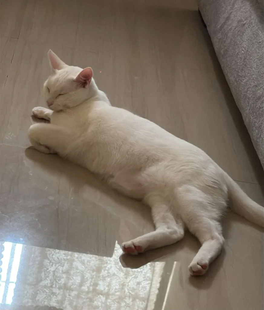 Suspenden adopción de gatitos por festejos de Día de Brujas 1 5c663f38 8cf1 4373 8f61 a9c1bdfb73f0