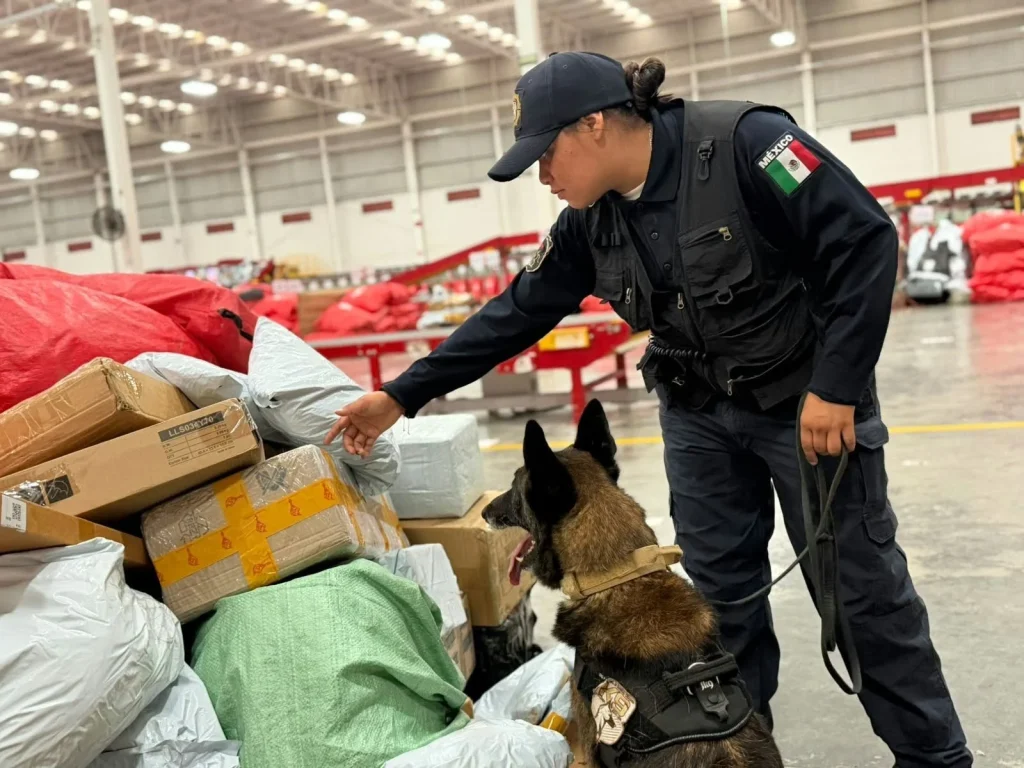 Decomisan 6 kilos de marihuana en empresa de paquetería en Escobedo 1 825256811 1219470883924849 6039579001415134086 n