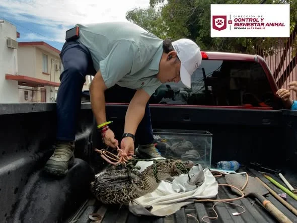 Rescatan cocodrilo que fue encontrado atrapado entre alambres de púas 1 828450098 2076763762965269 2713528298264487193 n