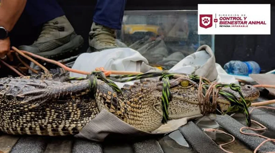829458388_2256679955182201_861950443808253422_n Un cocodrilo fue asegurado luego de que ciudadanos lo encontraran atrapado entre alambres de púas y realizaran un intento de rescate por cuenta propia.
