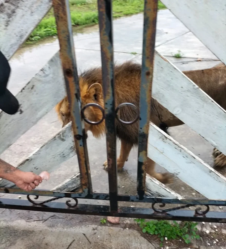 Reportan presencia de un león en ejido La Bartolina, en Matamoros 2 837302610 1982335572340891 3800074540949997460 n