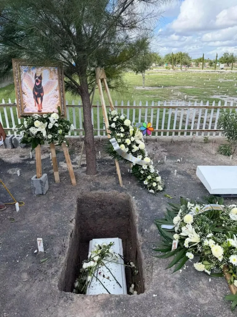 Despiden emotivamente a ‘Toreto’, lomito que falleció en Matamoros 2 Despedida emotiva para Toreto, un lomito en Matamoros.
