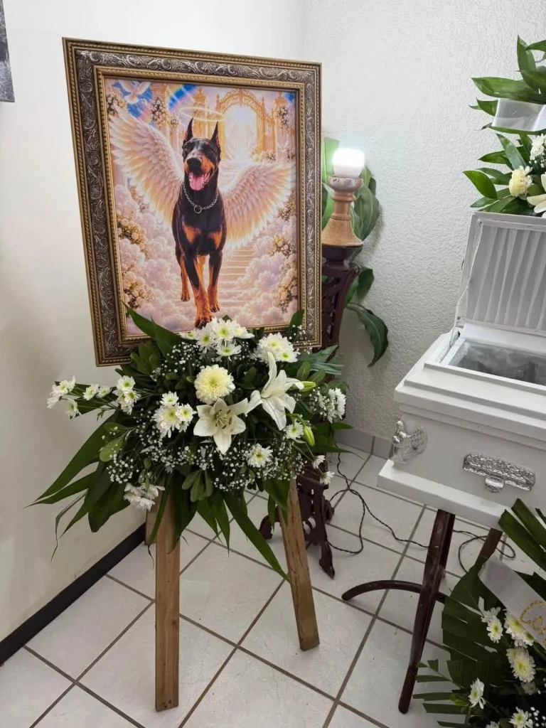 Despiden emotivamente a ‘Toreto’, lomito que falleció en Matamoros 1 Despedida emotiva para Toreto, un lomito en Matamoros.