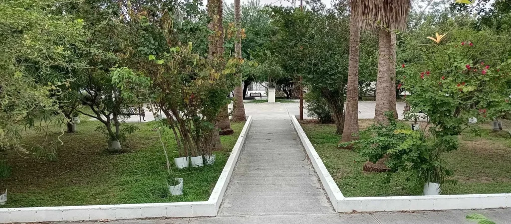 Denuncia don Máximo Vera robo de rosales en parque que ha reforestado en Reynosa 3 854708813 2022494621770190 3855496825903199490 n