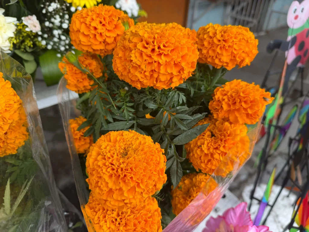 Floristas se preparan para la venta de flor de cempasúchil en Reynosa 1 Comerciantes locales ofreciendo la tradicional flor de cempasúchil en Reynosa.